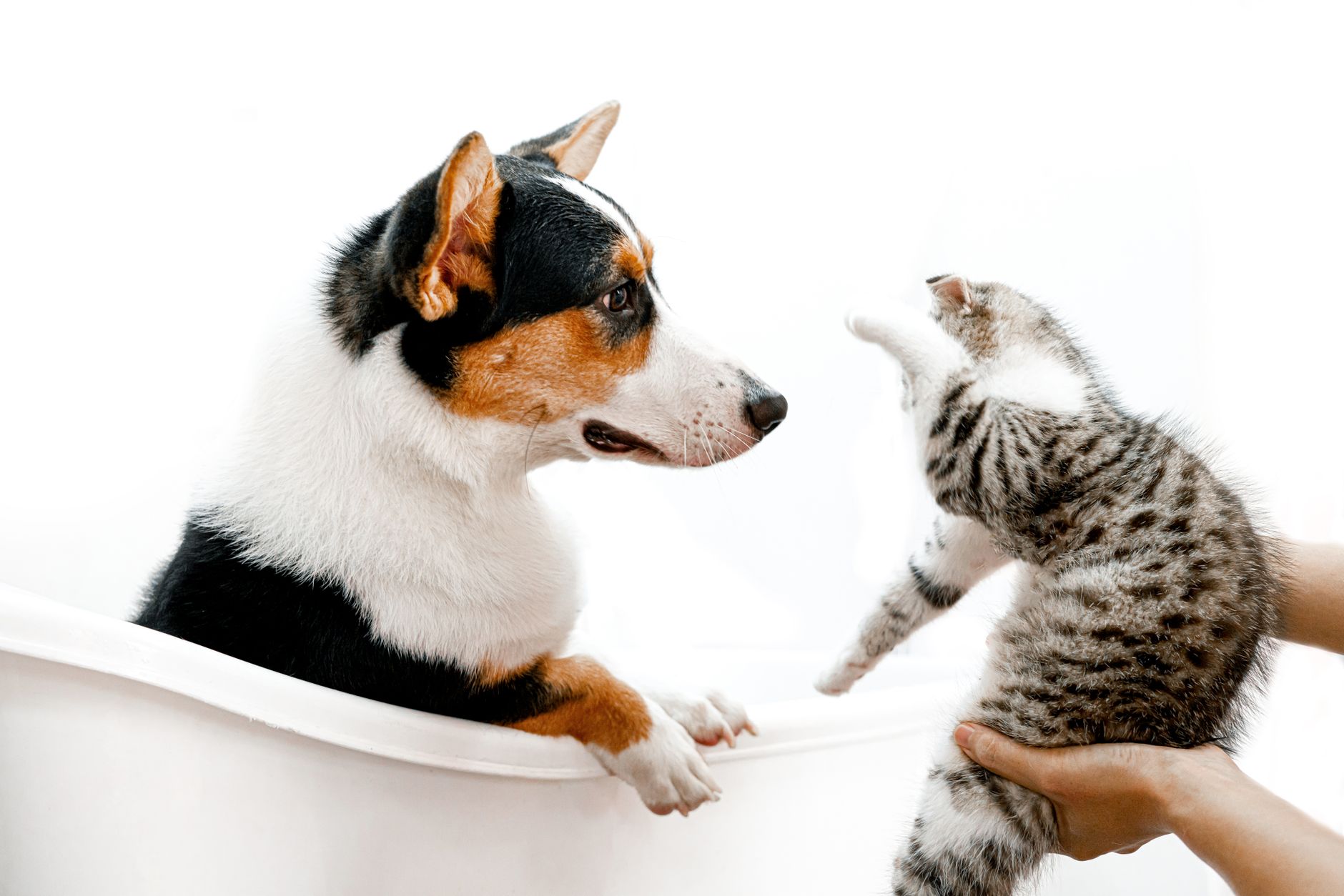 A dog and a cat together